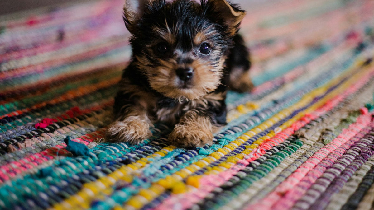 Yorkshire terrier puppy on a colourful rug