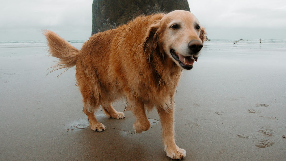 Golden retriever walking on a misty beach