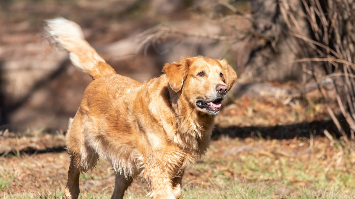 Golden retriever standing in a sunny park