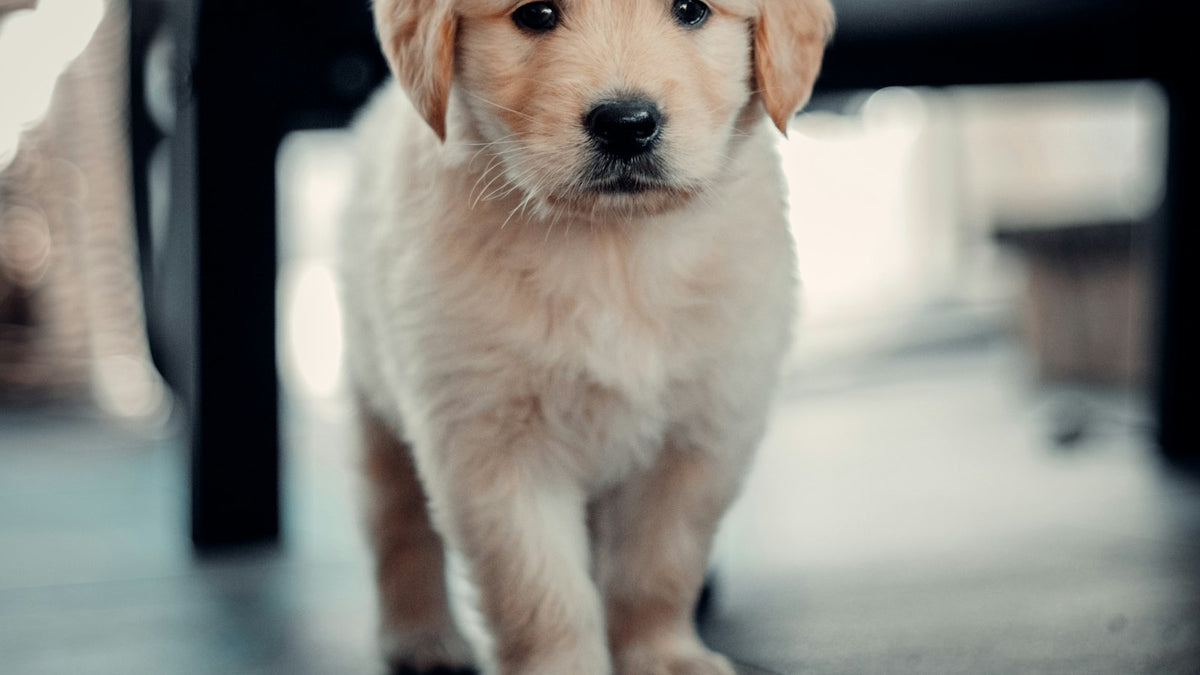Golden retriever puppy walking indoors
