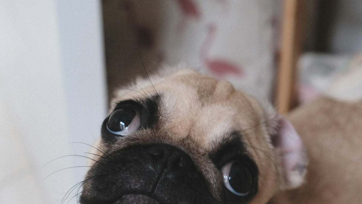 Pug looking up at the camera