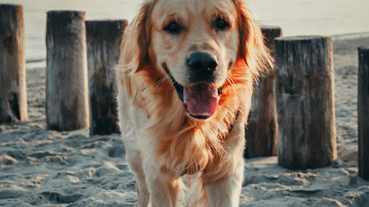 Golden retriever on a sandy beach
