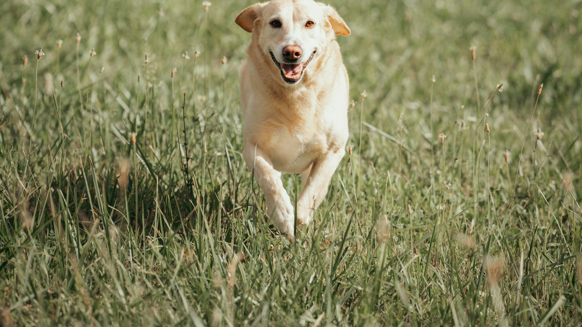 Dog running through a grassy field