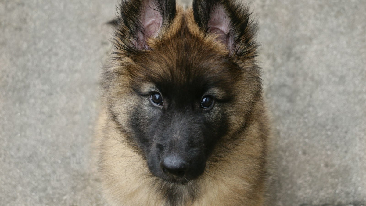 Fluffy puppy looking at the camera