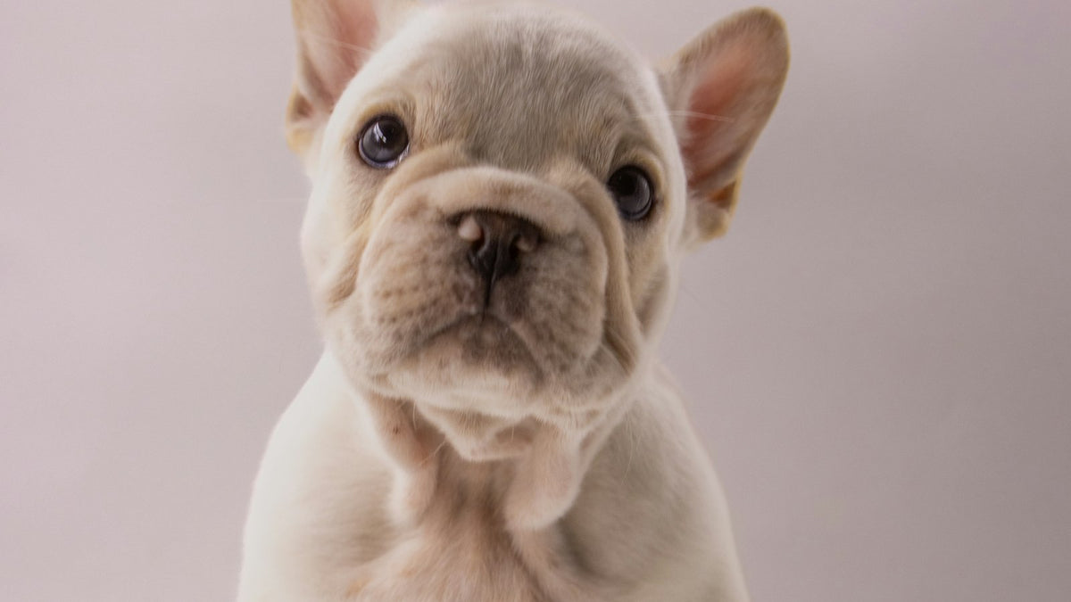 French bulldog puppy sitting against a soft background
