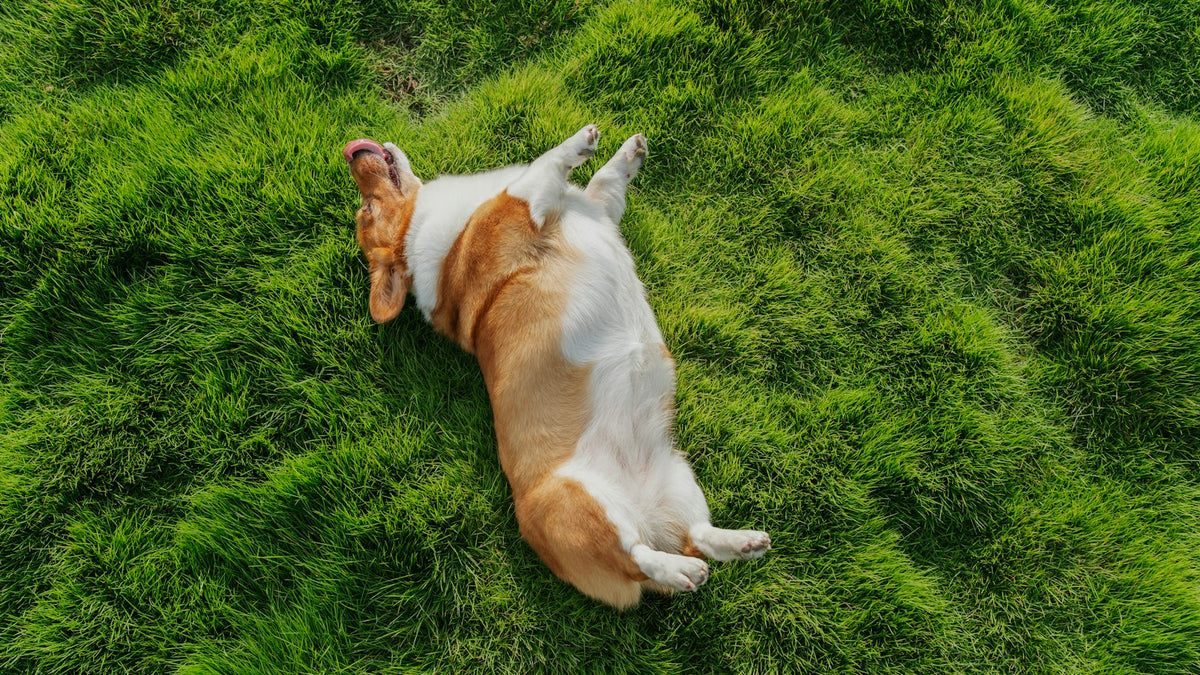 Corgi rolling on green grass