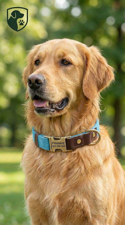 Golden retriever wearing a blue collar with a brand name tag in a park setting